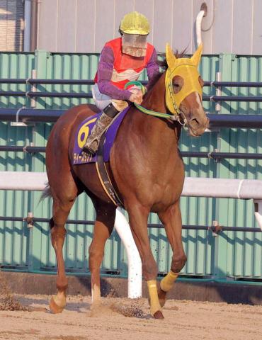 浦和所属の8歳ティーズダンクが引退　21年ゴールドカップなど重賞5勝