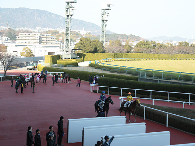【しらさぎS出走馬・騎手確定】チェルヴィニア＆C.ルメール騎手、レーベンスティール＆川田将雅騎手など14頭