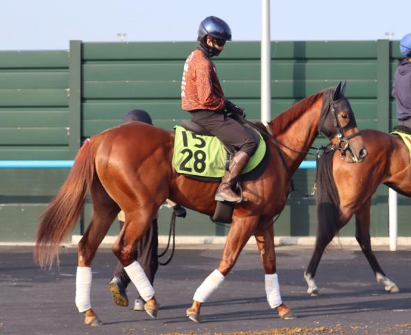 【POG】母がスプリント重賞馬のトウカイマシェリ　鮫島克駿騎手「明らかに初戦向き」21日・函館5Rで初陣