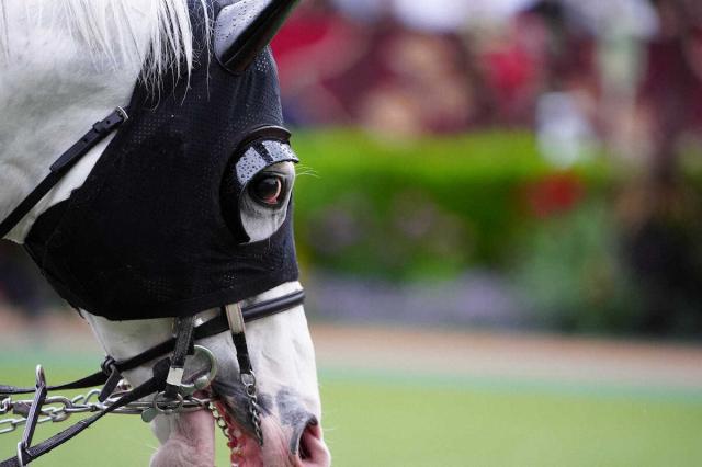 白毛のハヤヤッコ　ノーザンホースパークで功労馬に　国枝師「私も会いに行きたい」