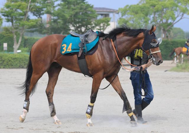 【POG】福島デビューを目指すタイダルロックが上々の動き　叔父に日本ダービー馬クロワデュノール