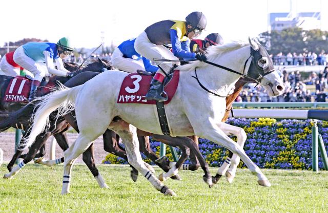 白毛の9歳馬ハヤヤッコの競走馬登録抹消　ノーザンホースパークで功労馬に　JRA発表