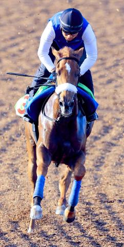 【2歳新馬戦】フォーエバーヤングの半妹が大物感たっぷり!来春定年の国枝調教師も期待「阪神JFに行ければと思う」