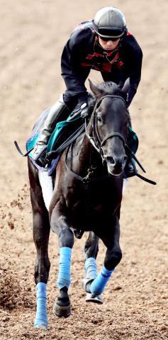 【2歳新馬戦】クロワデュノールの全弟が初陣へ　奥村武調教師「気持ちの面はすごく優秀。どしっとしてきた」