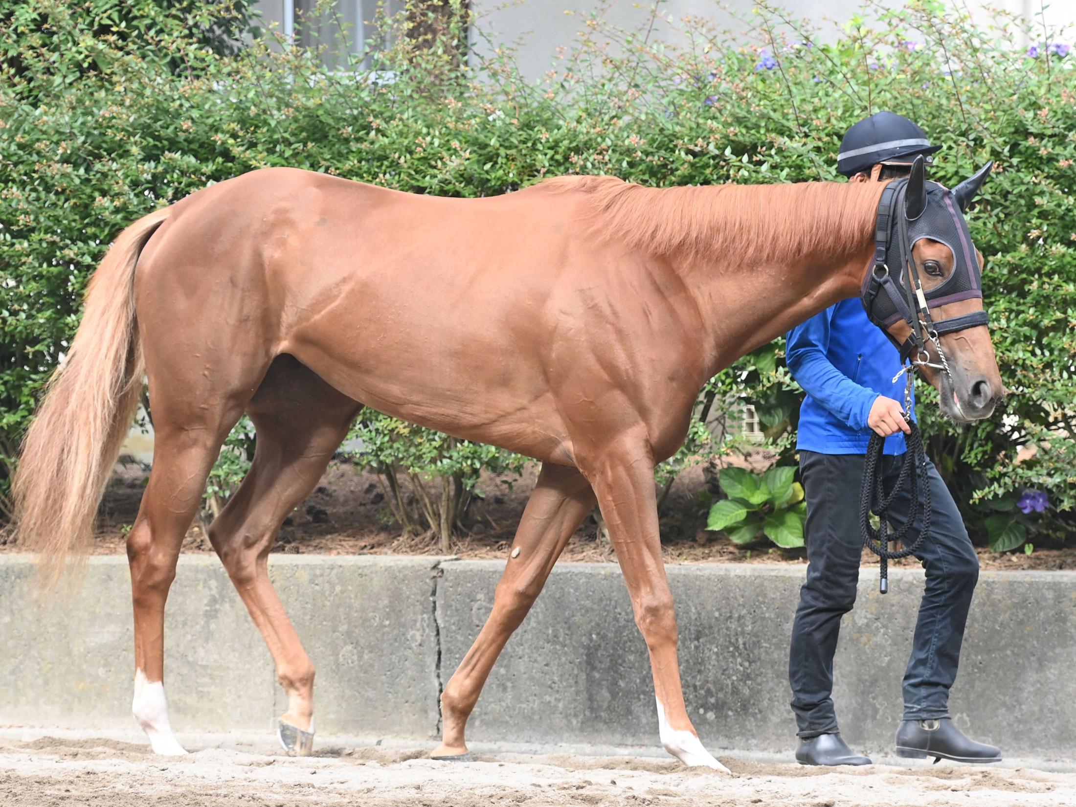 【新馬戦】ダーリングハースト　世界Ｎｏ．１ホースの兄に続け　素材を絶賛「いいものを持っている」
