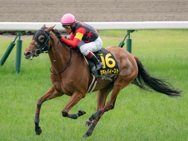 【府中牝馬S枠順確定】セキトバイーストは7枠12番、カニキュルは8枠13番