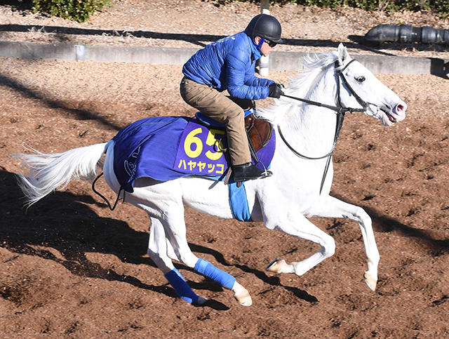 白毛の重賞３勝馬ハヤヤッコが９歳で登録抹消　ノーザンホースパークで乗馬に　ＪＲＡ発表