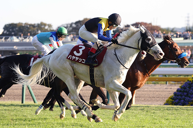 バウンシーステップはＣＢＣ賞へ　重賞３勝馬ハヤヤッコが登録を抹消