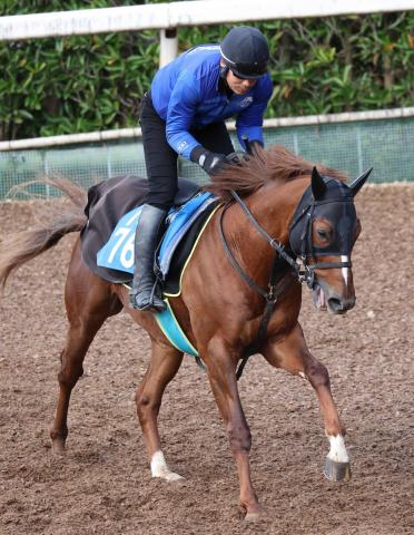 【天保山S】テイエムリステットが転厩3戦目でオープン初勝利狙う　陣営「幅が広がった」