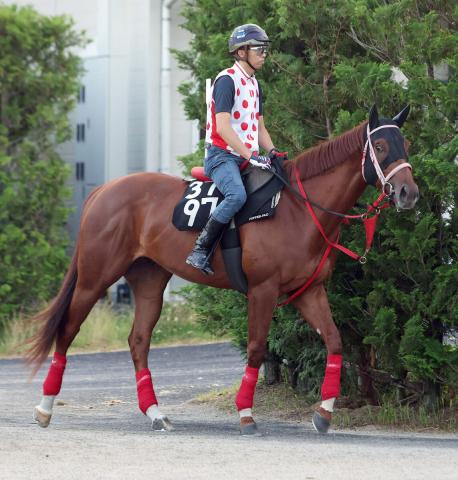 【天保山S】ヤマニンチェルキが2戦2勝の阪神で古馬と初対決　中村調教師「阪神は地方より競馬しやすいと思う」