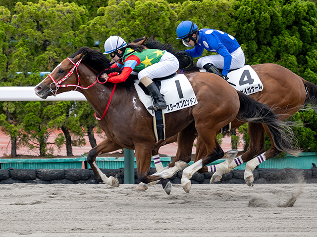【函館6R新馬戦結果】タワーオブロンドン産駒スターオブロンドンが初陣飾る