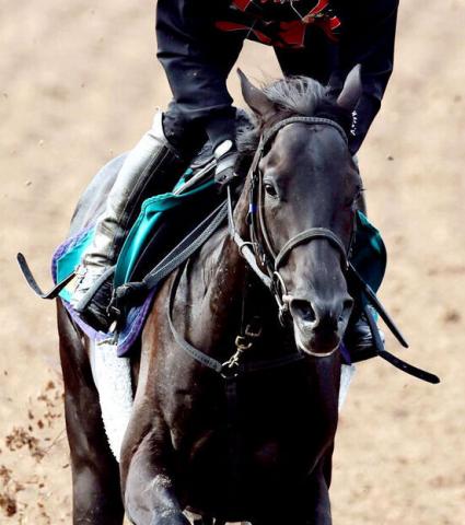 ダービー馬の全弟は出遅れてデビュー戦惨敗に「兄貴が突然変異?」「ここまでダメだとは…」