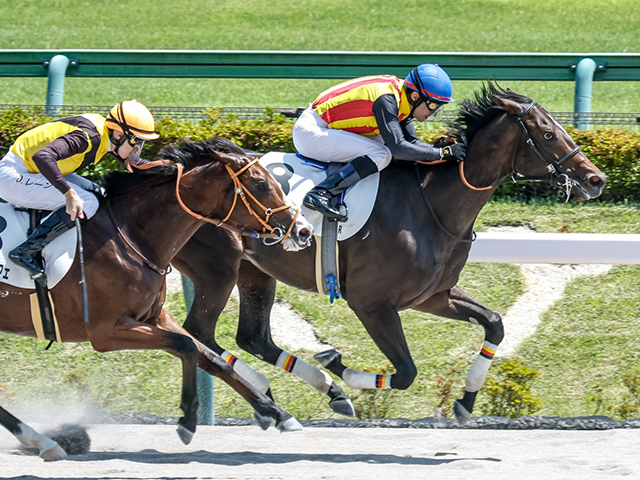 【東京6R新馬戦結果】ドレフォン産駒ペルセアが直線の一騎打ちを制してV