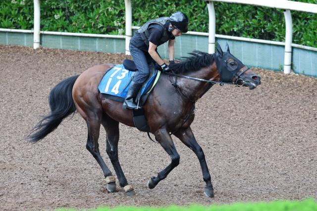 【しらさぎS】ダディーズビビッドが2戦2勝の阪神マイルで重賞初Vへ　千田調教師「何とかひとつタイトルがほしい」