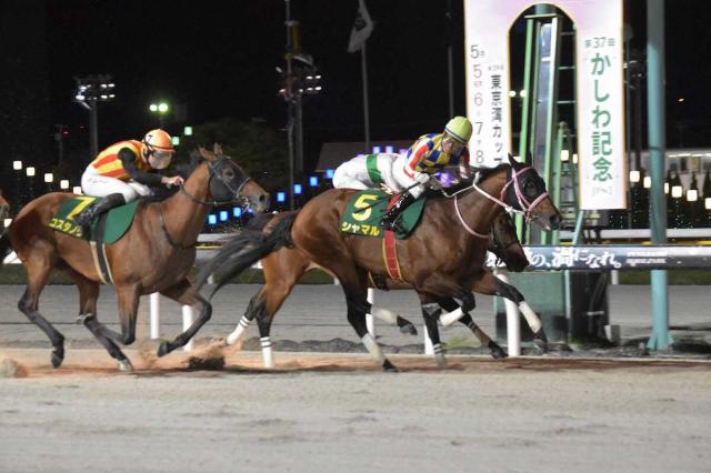 【浦和競馬　25日発走さきたま杯　枠順決まる】シャマル2枠2番　コスタノヴァ3枠3番