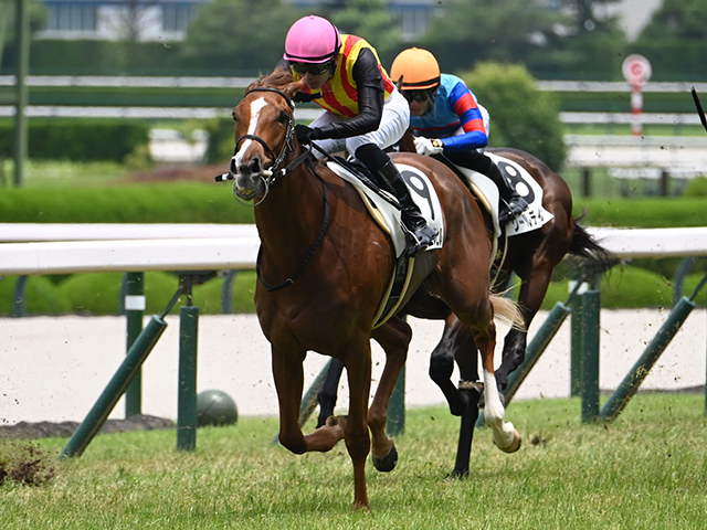 【阪神5R新馬戦結果】ミュージアムマイルの半妹フェスティバルヒルが人気に応えてV
