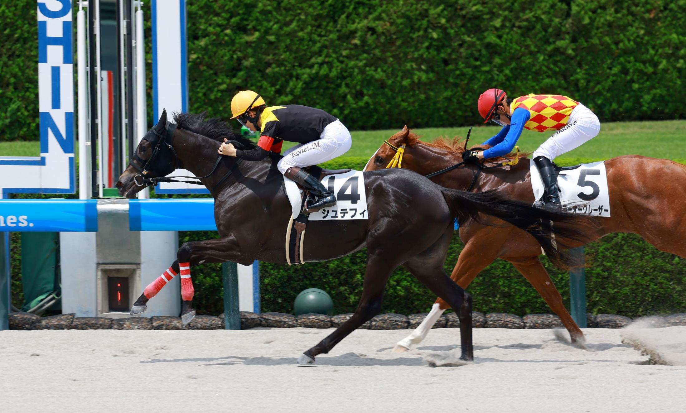 【新馬戦】シュテフィ　きっちり差し切った　牧田師「いい内容だった、芝も試してもいいかな」