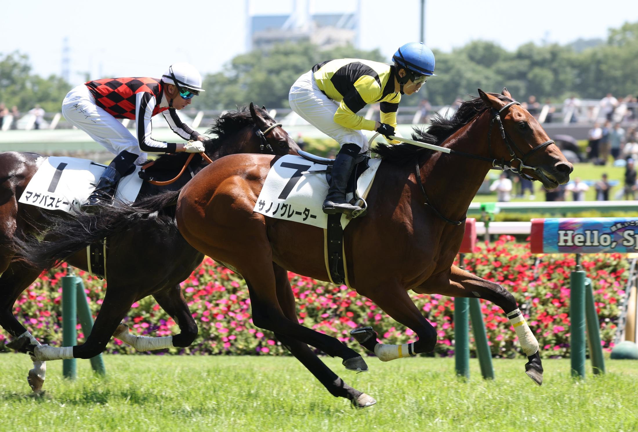 【新馬戦】サノノグレーター　挫折なんの　横山琉「ここまでいい脚を使ってくれるとは。またこれから良くなってくる」