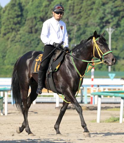 【ラジオNIKKEI賞・坂本の特注馬】ハンデ戦でも実績上位のフクノブルーレイクを信頼　強みが福島コースにマッチ