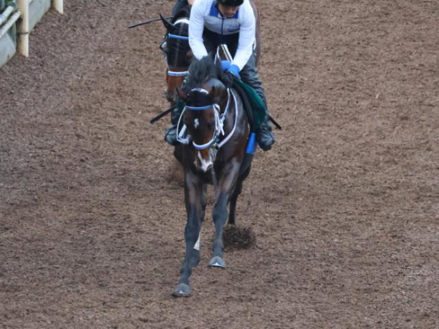 「1歳の頃から良かった馬」と寺島師も好感触 ゼロヴィジビリティが初陣/関西馬メイクデビュー情報