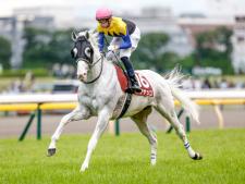 白毛馬ハヤヤッコ(撮影：下野雄規)