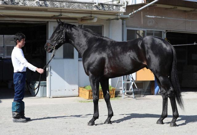 【ラジオNIKKEI賞】フクノブルーレイクがトップハンデ57キロ　センツブラッド56キロ　JRA発表