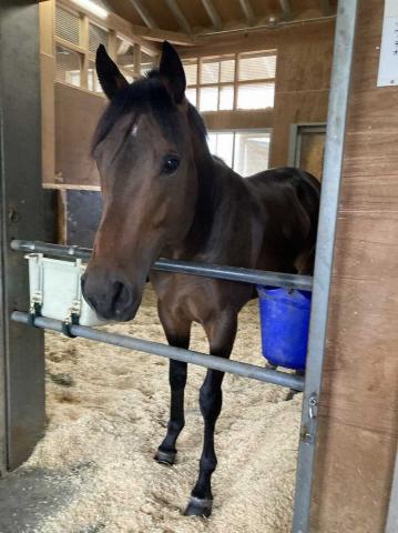 【福島新馬戦】リベッチオ　スケール大きいルヴァンスレーヴ産駒　杉山晴厩舎の新星