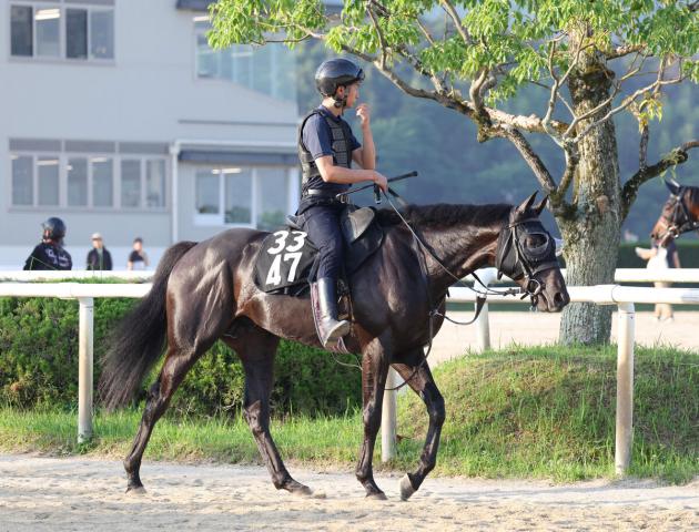 【ラジオNIKKEI賞】クロワデュノールに続け　斉藤崇厩舎のセンツブラッドが重賞挑戦　「反応が良くなった」