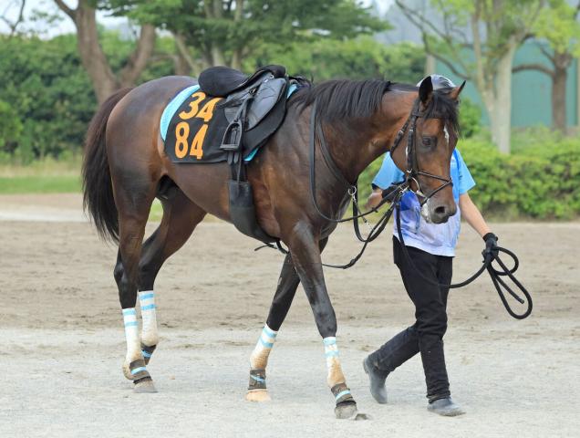 【ラジオNIKKEI賞】トレサフィールは3連勝で重賞初Vへ　稲垣調教師「開幕週は好条件」