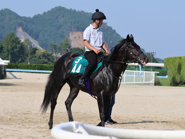 キッコベッロなど先週の入厩情報/栗東トレセンニュース