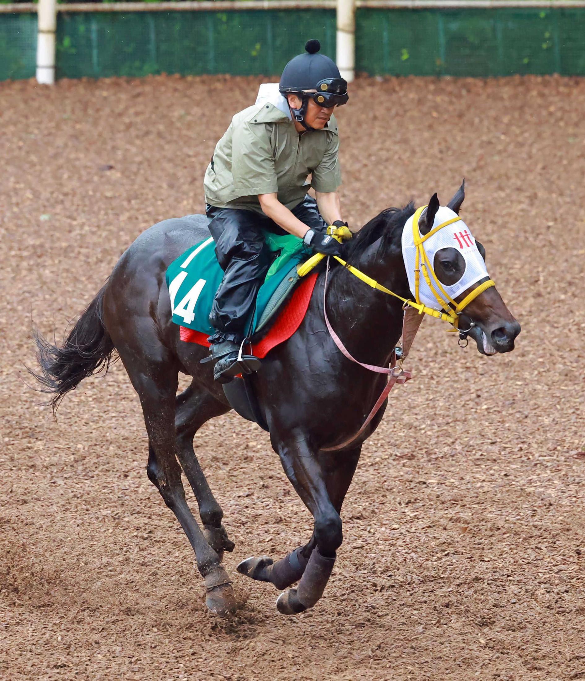 【新馬戦】カラクニダケ　活気十分　チーム・ヨカヨカの九州産馬が偉大な背中追う　谷師「よく動くね。前向きさもある」