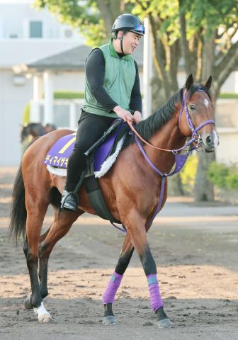 【函館記念】進化止まらないディマイザキッドが北の大地で本領発揮だ「洋芝は合うのかなと思っていました」