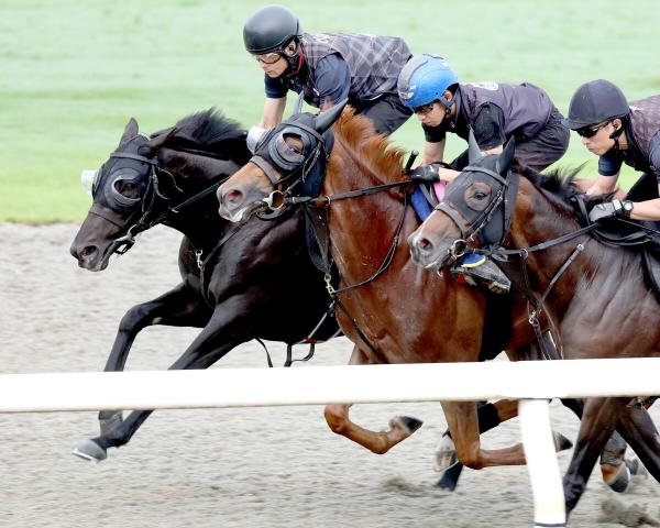 【ラジオNIKKEI賞】センツブラッドはポリトラックで素軽い脚さばき　斉藤崇調教師「動きも反応も良かった」