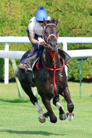 【函館記念】ハヤテノフクノスケはびっしりと負荷　横山武史騎手「これでピリッとすれば」