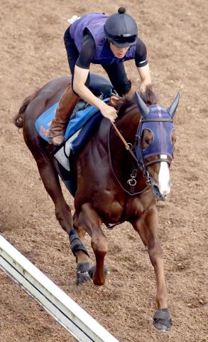 【帝王賞】ミッキーファイトは坂路で51秒8　田中博調教師「計画通り順調にきている」