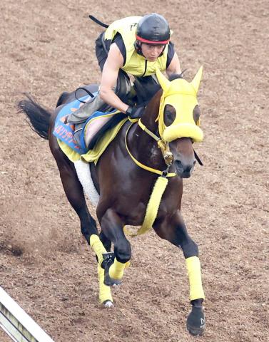 【帝王賞】ウィルソンテソーロは坂路でラスト12秒3　高木調教師「疲れはなく元気いっぱい」