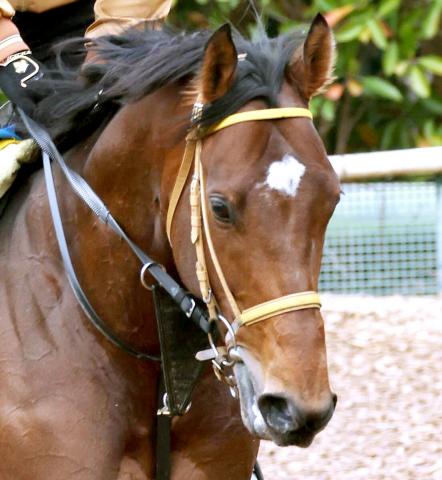 【注目馬動向】今年のフェブラリーS2着馬サンライズジパングが帝王賞を回避　暑さなどを考慮