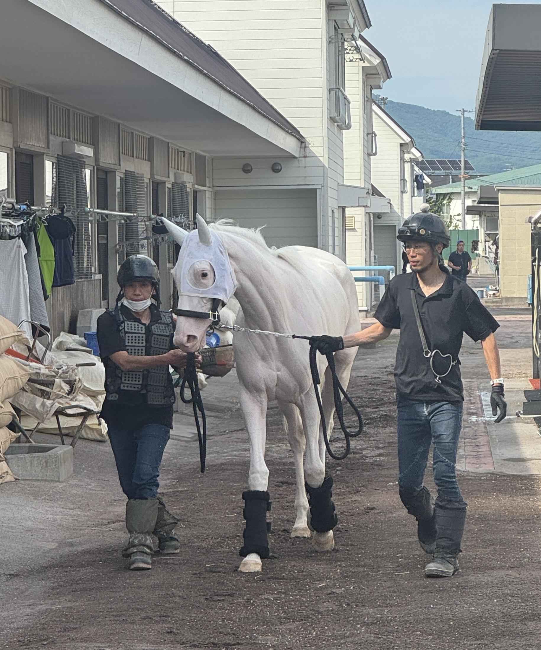 ソダシの妹　白毛馬マルガが函館入り　７月１２日デビュー予定　北村助手「現時点でも完成されている」