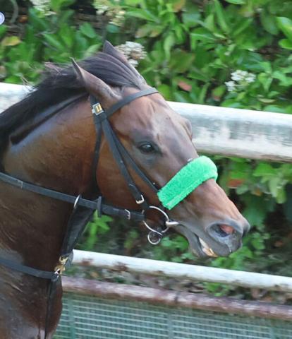 【さきたま杯】不良馬場でエンペラーワケア3着　川田将雅騎手「こんな馬場だった浦和では…」