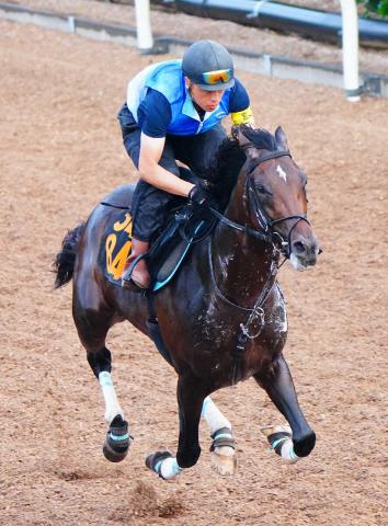【ラジオNIKKEI賞】トレサフィール　軽快に坂路単走　稲垣師「まだまだ伸びしろはある」