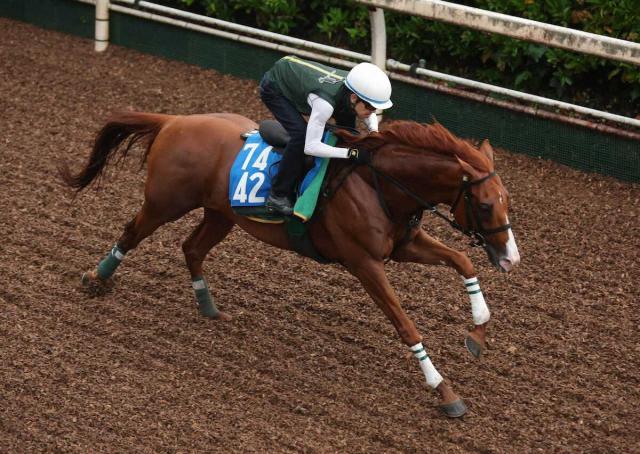 【博多S】ドゥラリアル　坂路をキビキビ　上村師「能力は感じる」
