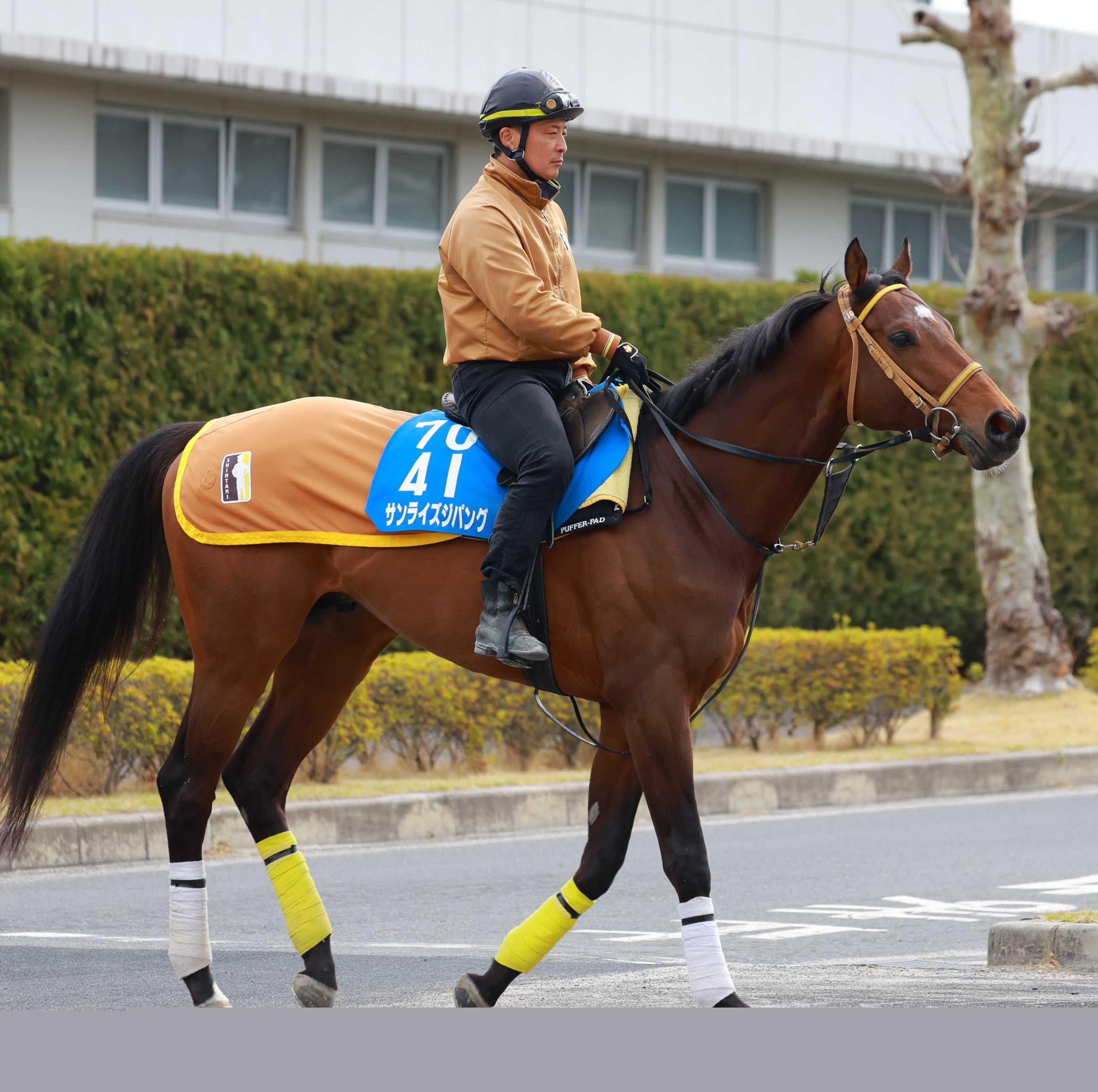 サンライズジパングが帝王賞を回避　新谷師「暑い時季なのでガタッときたら、秋まで使えなくなる恐れが」