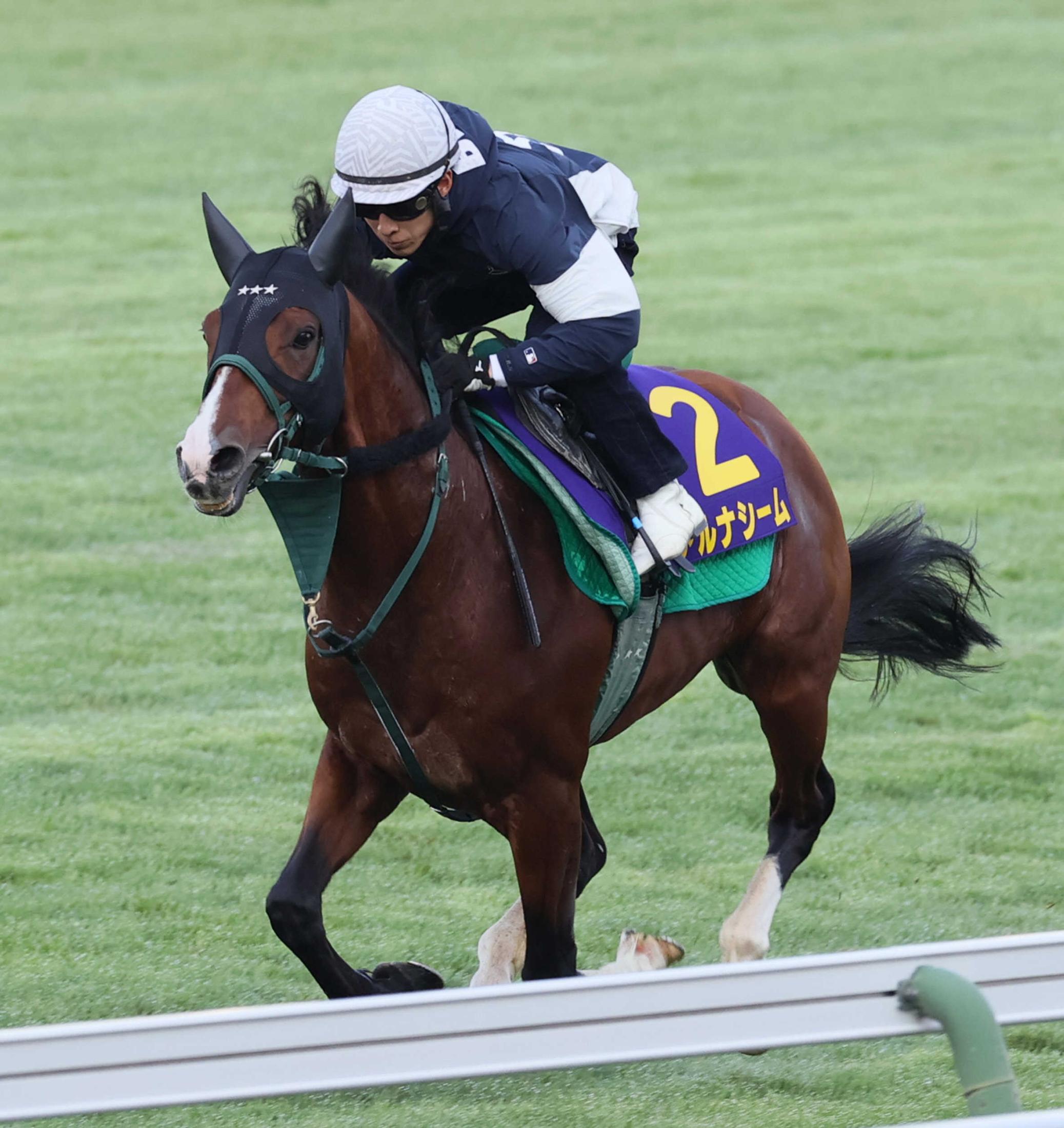 【函館記念】アルナシーム弾んだ！　メンバー唯一の重賞馬が公開調教でファンの前で猛アピール　藤岡佑「この馬らしい動き」