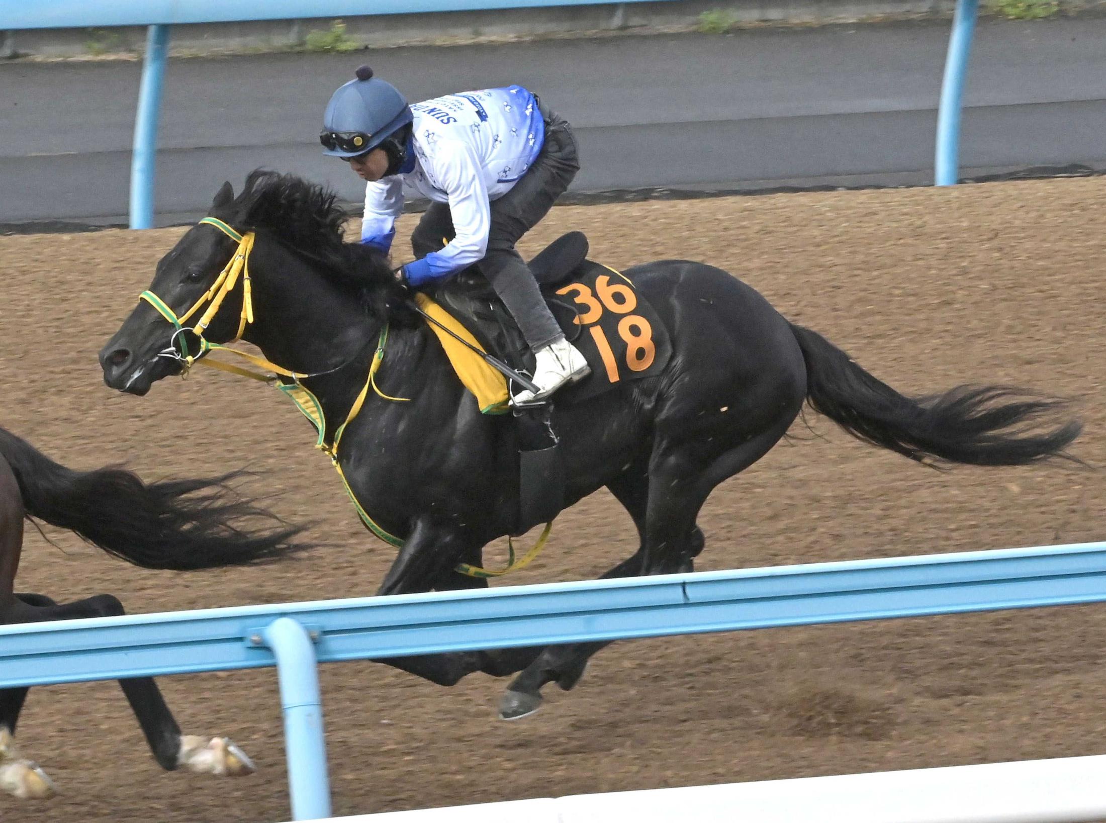 【ラジオＮＩＫＫＥＩ賞】フクノブルーレイク心身成長  父ウインブライト主戦・松岡「自分が決めたい」産駒初重賞Ｖへ気合