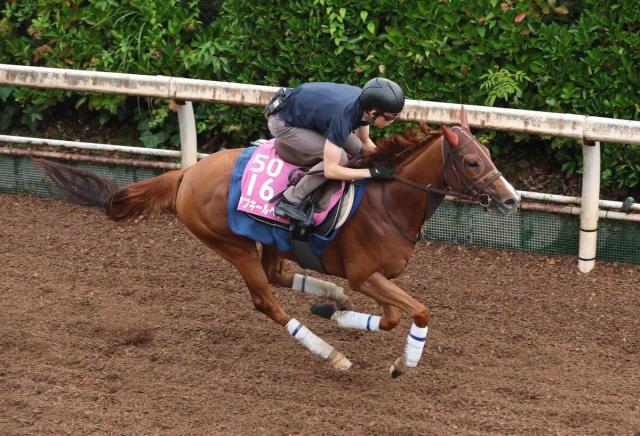 【北九州記念1週前】葵Sに続き重賞連勝へ　アブキールベイが坂路で軽快　坂口調教師「好調をキープ」
