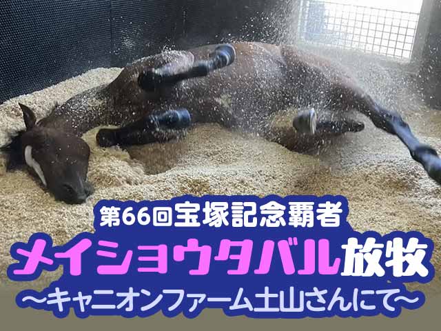 宝塚記念覇者メイショウタバルが放牧先に無事到着！入厩時の様子を公開