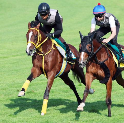 【POG】武豊騎手とコンビで白星発進目指すセイウンダイフク　陣営「2歳戦は合いそう」29日函館でデビューへ
