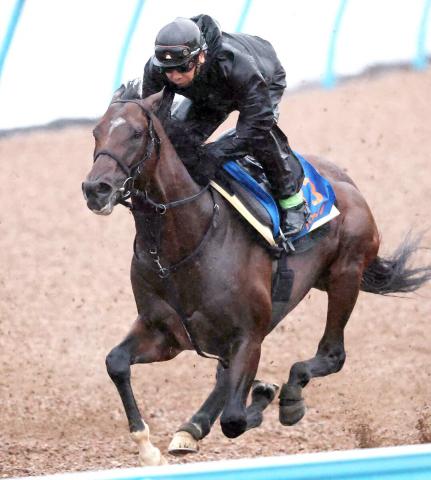 【帝王賞】3年連続参戦のノットゥルノがWコースで軽快な走り　中舘調教師「動きがいいです」