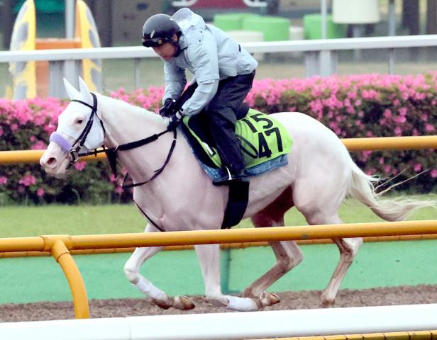【POG】白毛のマルガは移動翌日にWコース入り　半姉ソダシと変わらぬ乗り味に陣営「2歳離れしている」