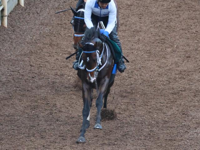 【週末情報】ゼロヴィジビリティ初戦勝ち意識/馬三郎のつぶやき